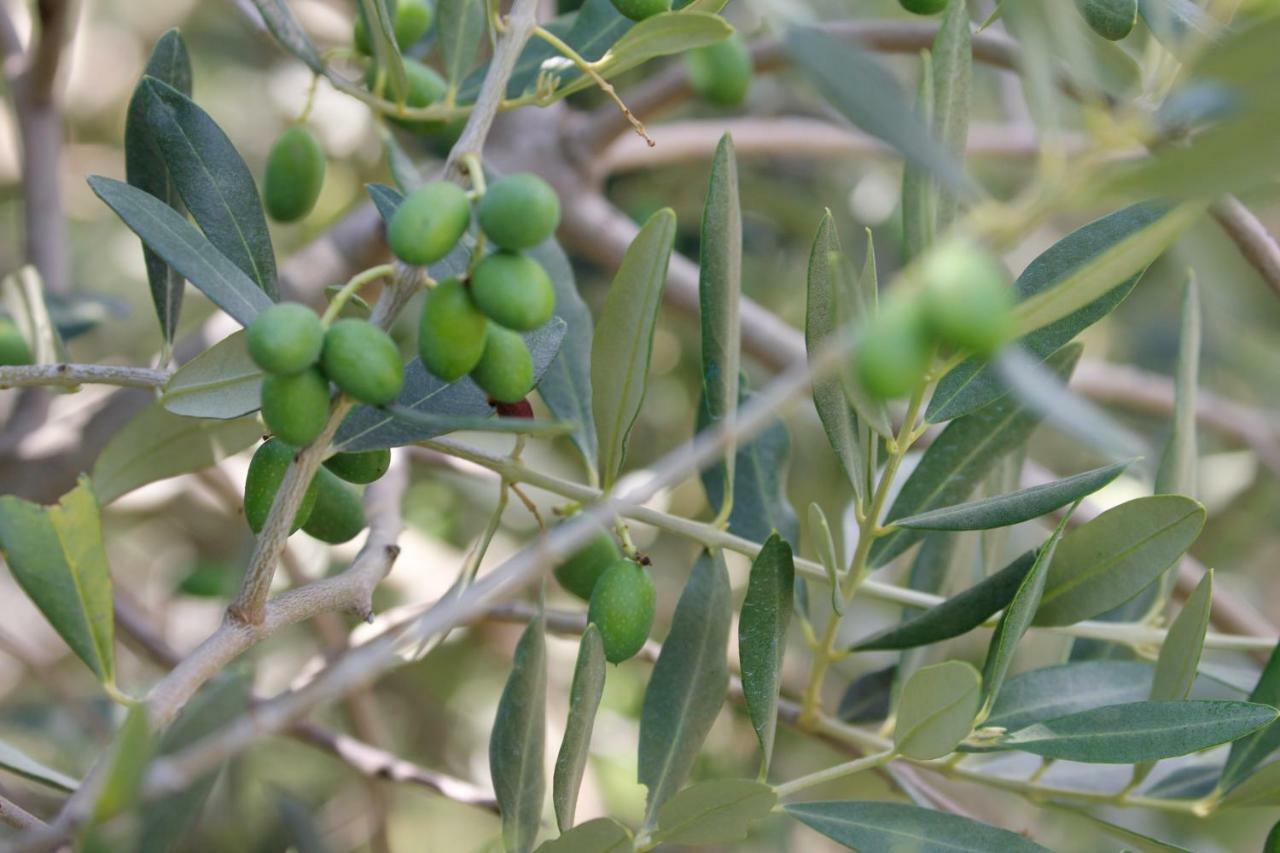 Tourist Farm With Apartments Fig Tree Dekani Екстериор снимка